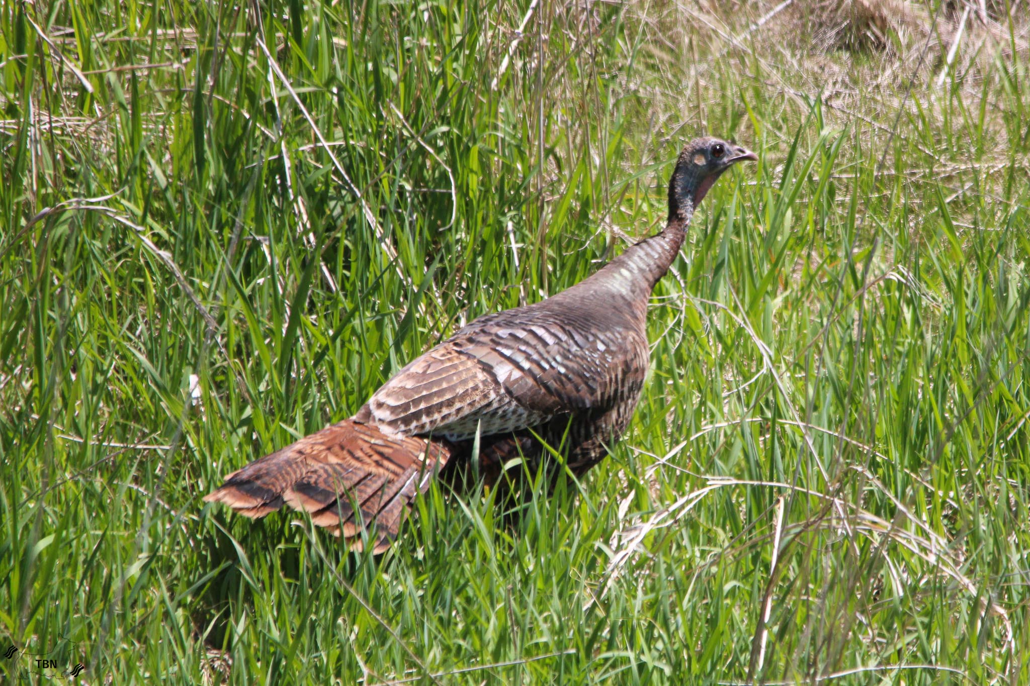 Eastern Wild Turkey